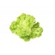 Green Coral Lettuce