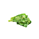 Kailan (Chinese Broccoli)