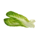 Romaine Lettuce